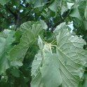 Tilia tomentosa feuille